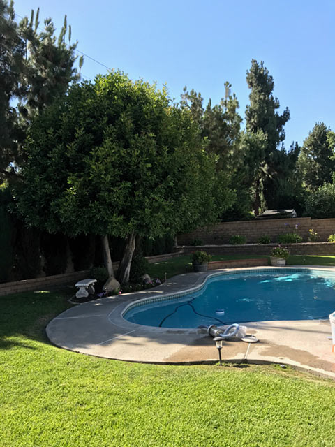 Pool Services In Upland